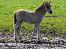 Wildpferde in Westfalen foto