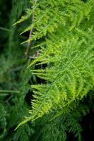 grüner Farn im Garten foto