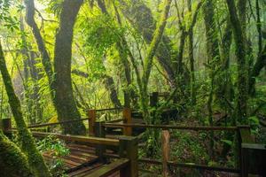 der holzstegweg in ang ka naturlehrpfade in doi inthanon die höchsten berge in der provinz chiang mai in thailand. foto