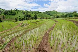 die reisterrassen und die landwirtschaft der landschaft der provinz chiang rai, der nördlichen provinz in thailand. foto