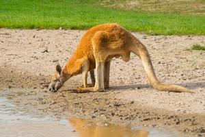 Australisches rotes Riesenkänguru, das das Wasser im Phillip Island Wildlife Park, Australien, trinkt. eines der symboltiere australiens. foto