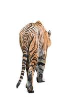 bengalischer Tiger isoliert foto