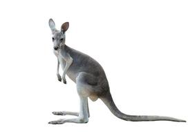 graues Känguru isoliert foto