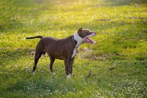 Brauner Pitbull-Welpe auf der grünen Wiese. foto