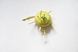 Kohlrabi, auch bekannt als deutsche Rübe, von oben gesehen. weißer Hintergrund foto