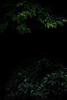 tropischer wald laubpflanzen büsche dunkle nacht foto