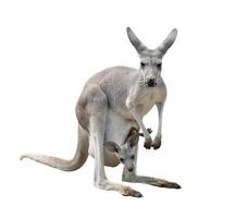 weibliches graues Känguru mit Joey foto