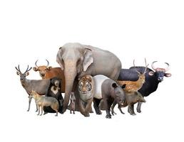 Gruppe asiatischer Tiere foto