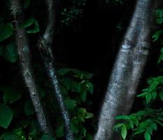 tropischer wald laubpflanzen büsche dunkle nacht foto