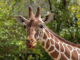 Tiere im Zoo foto