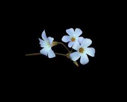 lila kleeblatt oder liebe pflanzenblumen. Nahaufnahme kleiner lila-rosa Blumenstrauß isoliert auf schwarzem Hintergrund. foto