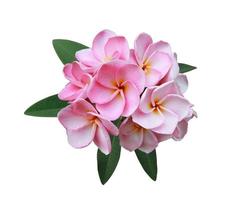 Plumeria- oder Frangipani- oder Tempelbaumblumen. Nahaufnahme rosa-weißer Plumeria-Blumenstrauß auf grünen Blättern isoliert auf weißem Hintergrund. Draufsicht rosa-violetter Blumenstrauß. foto