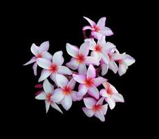 Plumeria- oder Frangipani- oder Tempelbaumblumen. Nahaufnahme rosa-weißer Plumeria-Blumenstrauß isoliert auf weißem Hintergrund. Draufsicht rosa-violetter Blumenstrauß.