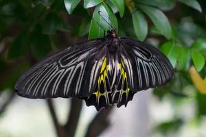 Schmetterling im Park foto