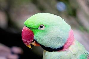 Kopf eines grünen Papageien mit rotem Schnabel foto