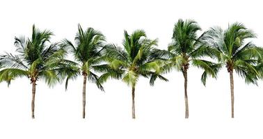 Blatt Kokospalme isoliert auf weißem Hintergrund, grüne Blätter Muster foto