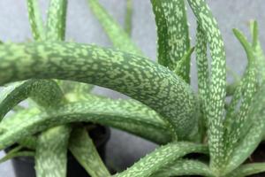 aloe vera blätter tropische grüne pflanzen tolerieren heißes wetter nahaufnahme selektiven fokus urban foto