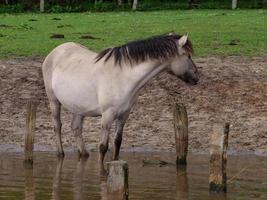 Wildpferde in Westfalen foto