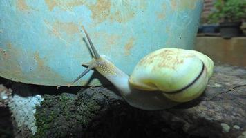 eine kriechende weiße Schnecke foto