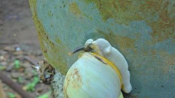 eine kriechende weiße Schnecke foto