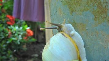 eine kriechende weiße Schnecke foto