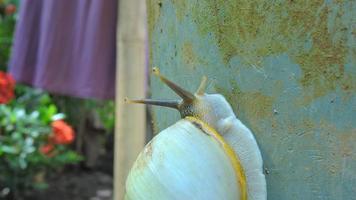 eine kriechende weiße Schnecke foto