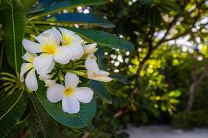 weiße und gelbe Plumeria, die auf Bäumen blühen, Frangipani, tropische Blume, Nahaufnahme foto