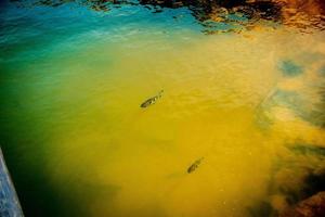 Bogenschützenfisch nähert sich dem Boot foto