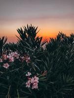 exotische Palmenleisten und -farben vor dem Hintergrund des Meeres und des rosafarbenen Sonnenuntergangs foto