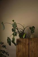 monstera pflanze auf einem hölzernen hintergrund foto minimalistisches interieur