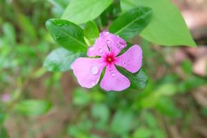 rosa vinca-regentropfen, madagaskar-immergrün, im garten und unscharfer hintergrund, selektiver fokus, nahaufnahme foto