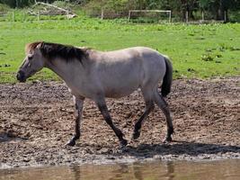 Wildpferde in Westfalen foto