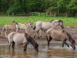 Wildpferde in Westfalen foto