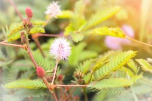 weiße Blütenpollen verwischen foto