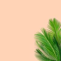 grünes palmblattmuster für naturkonzept, tropisches blatt auf pastellpapierhintergrund foto