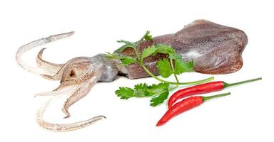 Tintenfisch mit Chili und Koriander isoliert auf weißem Hintergrund foto