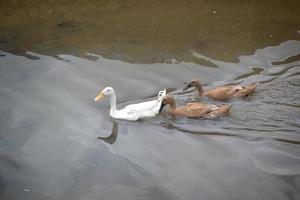 Drei Enten schwimmen im Teich foto