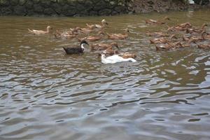 eine Herde von Enten, die im hügeligen Wasser mit Copyspace schwimmen foto
