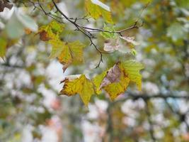 Ahorn wird seine Farbe ändern foto