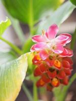 Rote Ingwerblume, Alpinia purpurata Name, nach der Spitze des Blattstiels ist ein Strauß Blätter, die mit einer Spange aus abwechselnd gestapelten Blumen verziert sind, um Fischschuppen zu ähneln foto