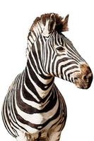 Zebra-Aquarellfarbe im weißen Hintergrund foto