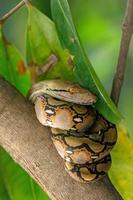 die Kinderpythonschlange rollte sich auf dem Ast des Mangobaums zusammen. der hintergrund ist grünes lief foto