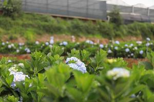 die weiß-blaue Blume nennt Hortensie in einem Garten. Hortensienblüte und Morgenlicht ist eine schöne Blume. foto