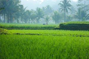 grünes reisfeld mit kokospalme in der regenzeit mit nebelatmosphäre im dorf cianjur, westjava, indonesien. foto