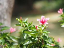 rosa blume, die im gartennaturhintergrund blüht foto