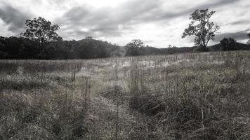 Paddocks im ländlichen New South Wales foto