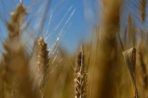 Weizenfeld mit blauem Himmel im Hintergrund foto