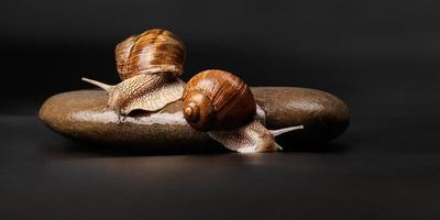 Zwei Traubenschnecken sitzen auf einem Stein auf dunklem Hintergrund foto