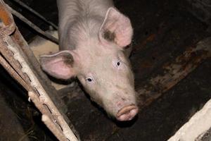 schwein in der stiftdraufsicht, schweinefleisch für die fleischproduktion foto