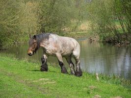 Eibergen in den Niederlanden foto